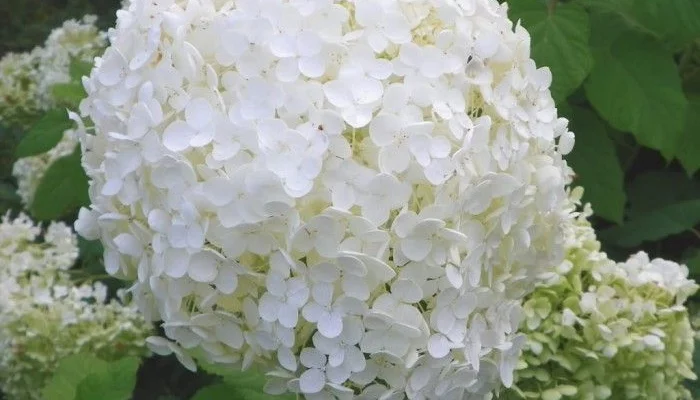 HYDRANGEA arborescens 'Grandiflora' - Hortensia de Virginie