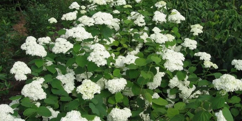 HYDRANGEA arborescens 'Grandiflora' - Hortensia de Virginie