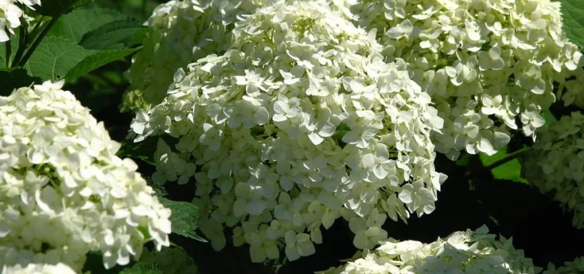 HYDRANGEA arborescens 'Incrediball'® - Hortensia boule blanc