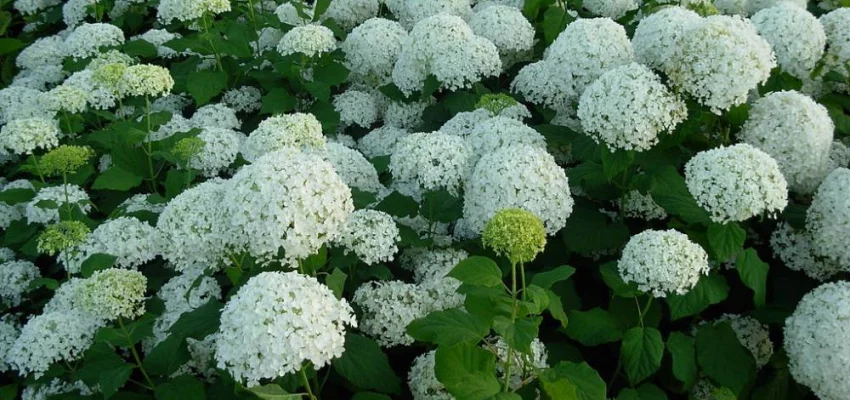 HYDRANGEA arborescens 'Incrediball'® - Hortensia boule blanc