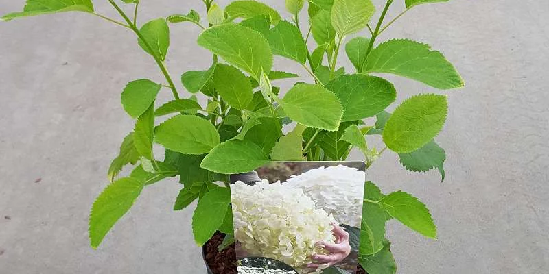 HYDRANGEA arborescens 'Incrediball'® - Hortensia boule blanc