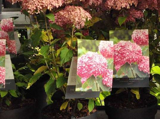 HYDRANGEA arborescens 'Invincibelle'® - Hortensia 'Pink Annabelle'