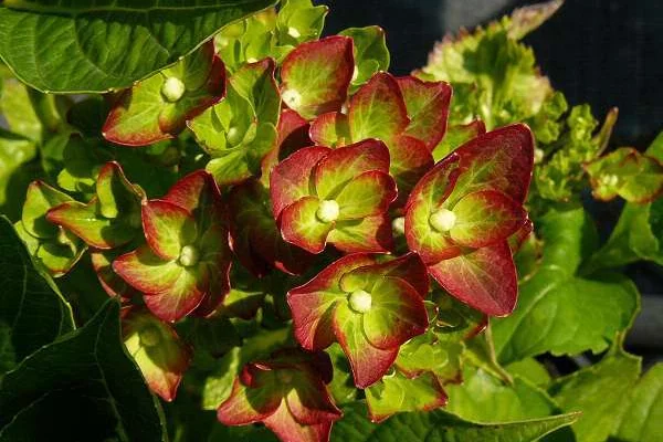 HYDRANGEA macrophylla 'Green Shadow'® - Hortensia