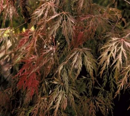 ACER palmatum 'Inaba-shidare' - Erable du japon