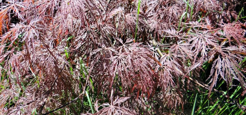 Érable du Japon 'Inaba-shidare' - Acer palmatum 'Inaba-shidare', érable japonais