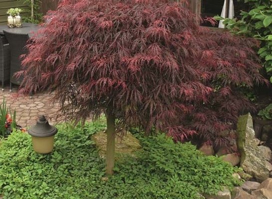 Érable du Japon 'Inaba-shidare' - Acer palmatum 'Inaba-shidare', érable japonais