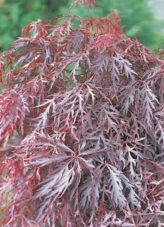 Érable du Japon 'Inaba-shidare' - Acer palmatum 'Inaba-shidare', érable japonais