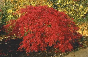 Érable du Japon 'Inaba-shidare' - Acer palmatum 'Inaba-shidare', érable japonais