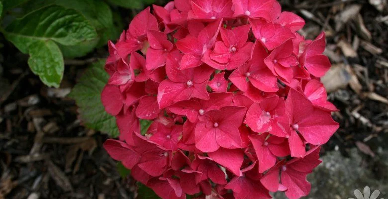 HYDRANGEA macrophylla 'Alpenglühen' - Hortensia