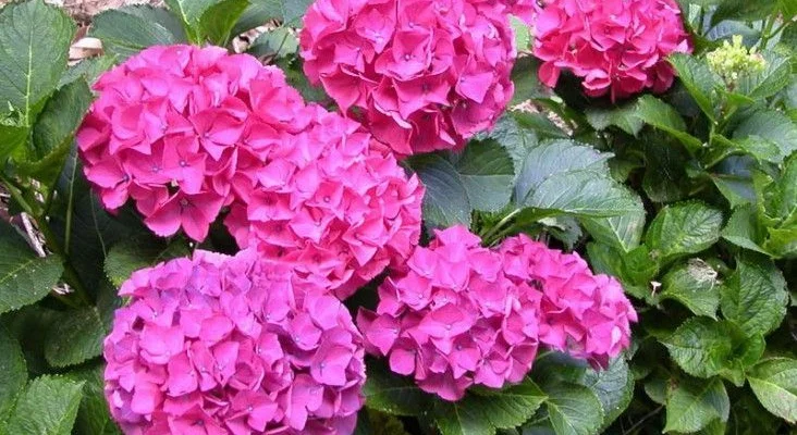 HYDRANGEA macrophylla 'Alpenglühen' - Hortensia