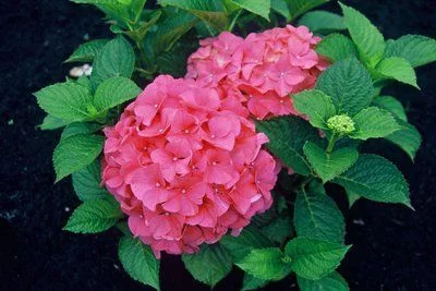 HYDRANGEA macrophylla 'Alpenglühen' - Hortensia