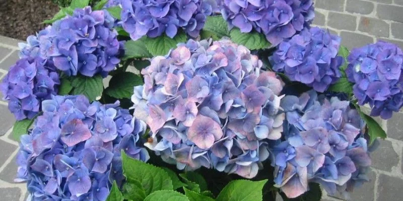 HYDRANGEA macrophylla 'Blauer Zwerg' - Hortensia