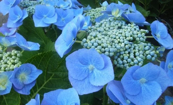 HYDRANGEA macrophylla 'Blaumeise' - Hortenia