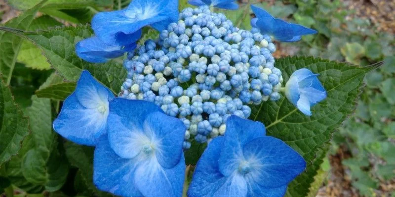 HYDRANGEA macrophylla 'Blaumeise' - Hortenia