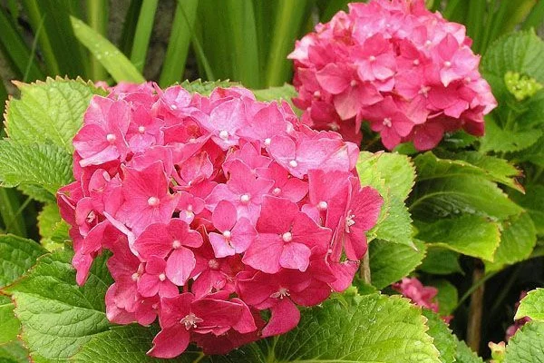 HYDRANGEA macrophylla 'Deutschland' - Hortensia