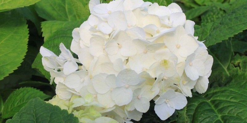HYDRANGEA macrophylla Endless Summer 'The Bride'® - Hortenisa blanc