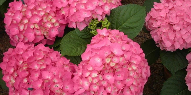 HYDRANGEA macrophylla 'Freudenstein' - Hortensia