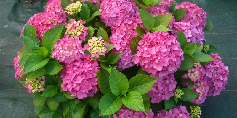 HYDRANGEA macrophylla 'Freudenstein' - Hortensia