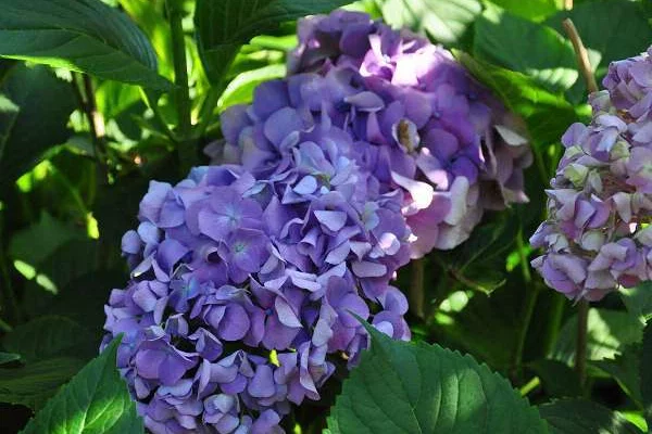 HYDRANGEA macrophylla 'Gertrude Glahn' - Hortensia