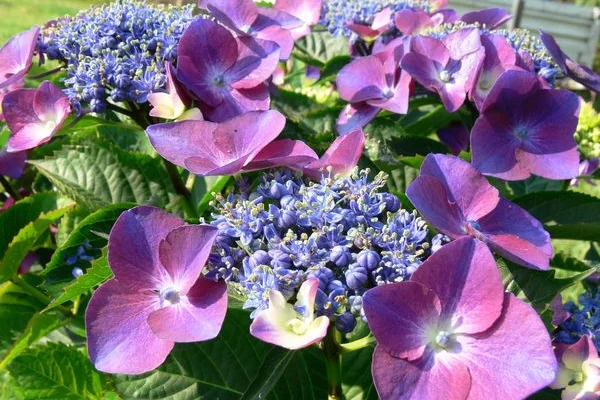 HYDRANGEA macrophylla 'Kardinal' - Hortensia