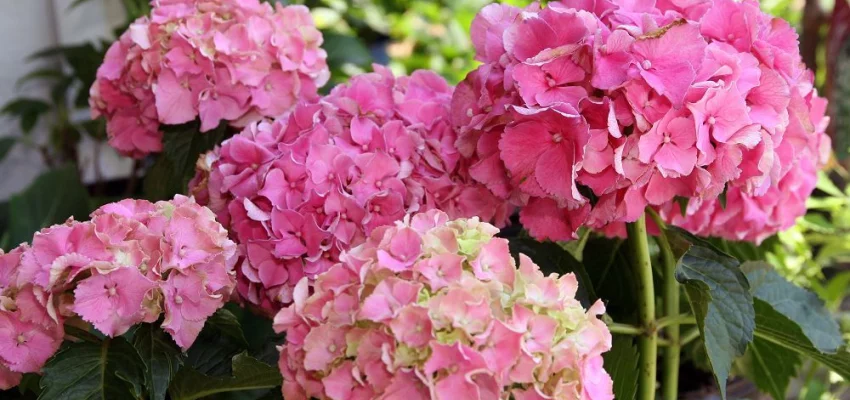 HYDRANGEA macrophylla 'Masja' - Hortensia