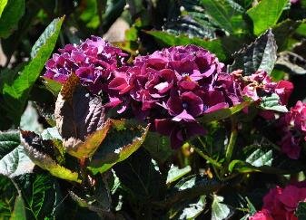 HYDRANGEA macrophylla 'Merveille Sanguine' - Hortensia 'Brunette'