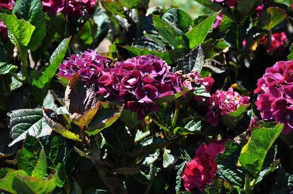 HYDRANGEA macrophylla 'Merveille Sanguine' - Hortensia 'Brunette'