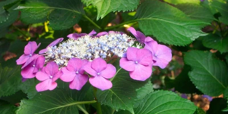 HYDRANGEA macrophylla 'Taube' - Hortensia