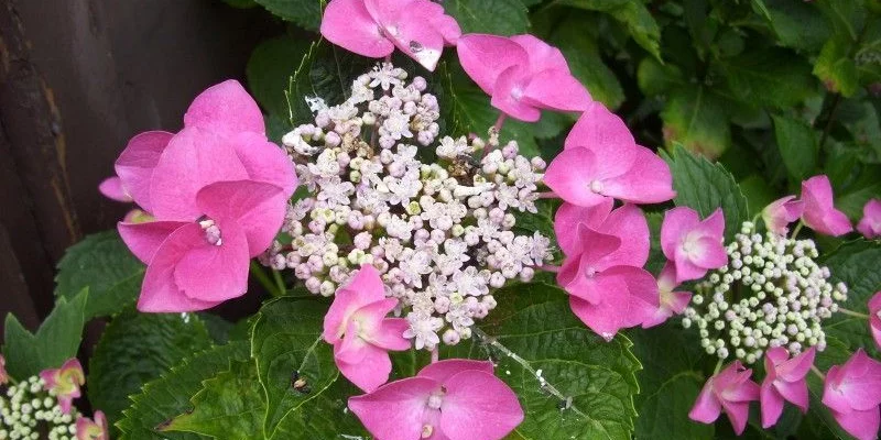 HYDRANGEA macrophylla 'Taube' - Hortensia