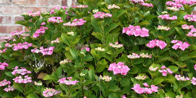 HYDRANGEA macrophylla 'Taube' - Hortensia