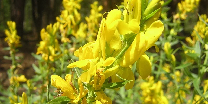 GENISTA tinctoria 'Royal Gold' - Genêt des teinturiers