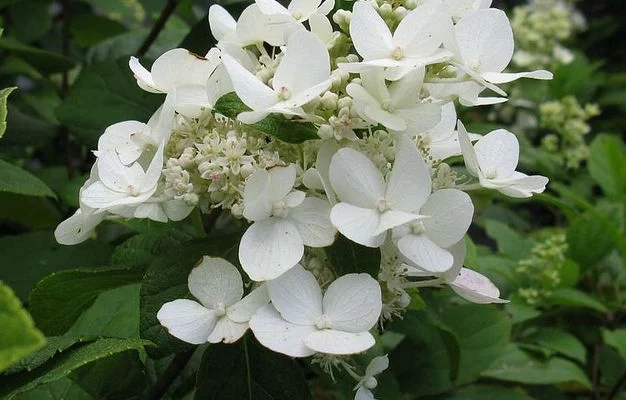 HYDRANGEA paniculata 'Dart's Little Dot' - Hortensia paniculé nain