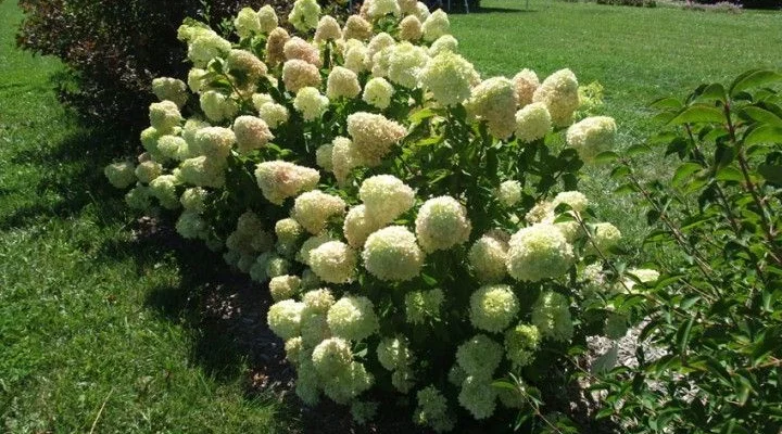 HYDRANGEA paniculata 'Little Lime'® - Hortensia paniculé nain