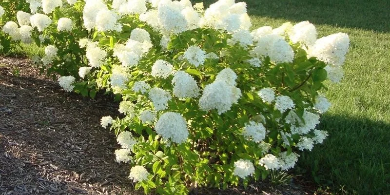 HYDRANGEA paniculata 'Little Lime'® - Hortensia paniculé nain