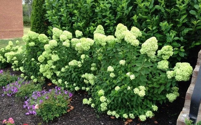 HYDRANGEA paniculata 'Little Lime'® - Hortensia paniculé nain