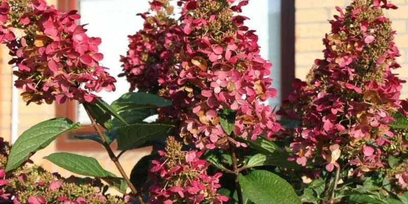 HYDRANGEA paniculata 'Wim's Red'® - Hortensia paniculé