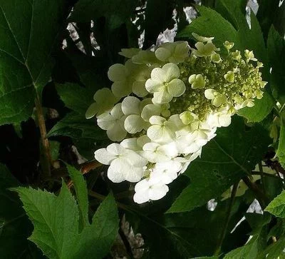 HYDRANGEA quercifolia 'Alice' - Hortensia à feuilles de chêne