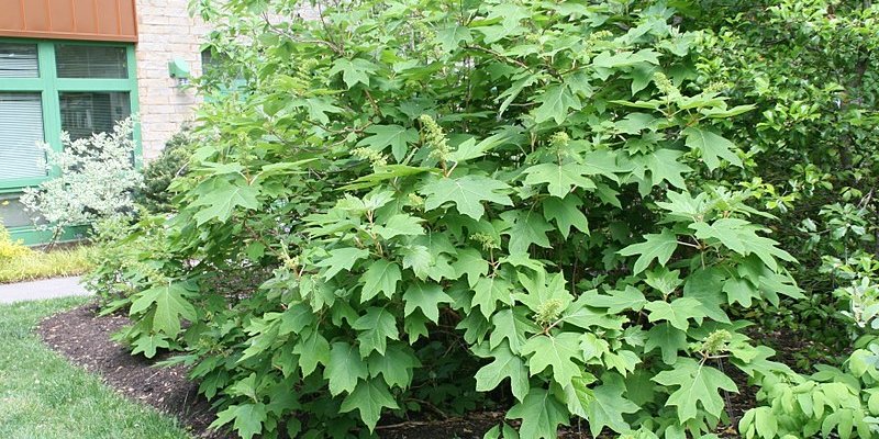 HYDRANGEA quercifolia 'Alice' - Hortensia à feuilles de chêne