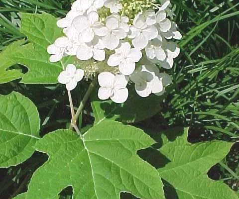 HYDRANGEA quercifolia 'Alice' - Hortensia à feuilles de chêne