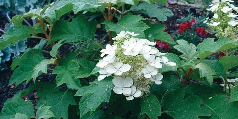 HYDRANGEA quercifolia 'Sike's Dwarf' - Hortensia à feuilles de chêne