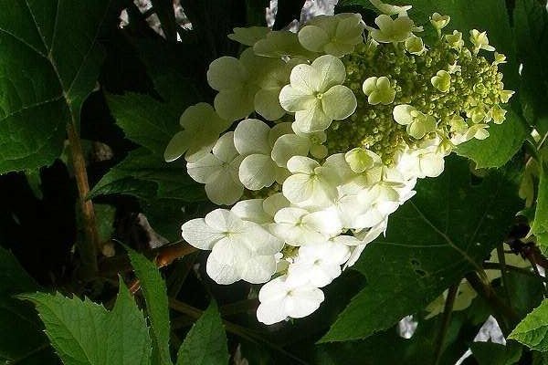 HYDRANGEA quercifolia 'Snow Queen'® - Hortensia à feuilles de chêne