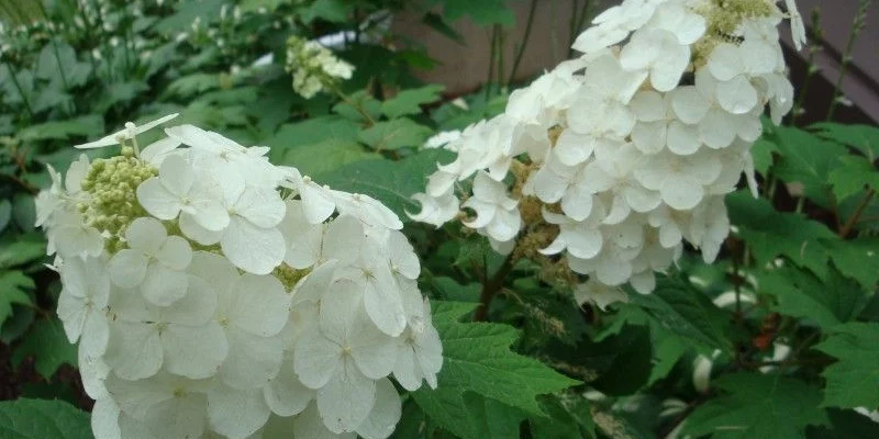 HYDRANGEA quercifolia 'Snow Queen'® - Hortensia à feuilles de chêne