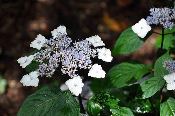 HYDRANGEA serrata 'Intermedia' - Hortensia