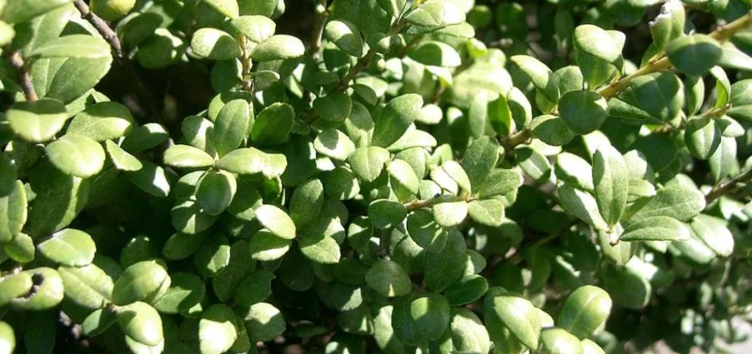 ILEX crenata 'Caroline Upright' - Houx crenelé