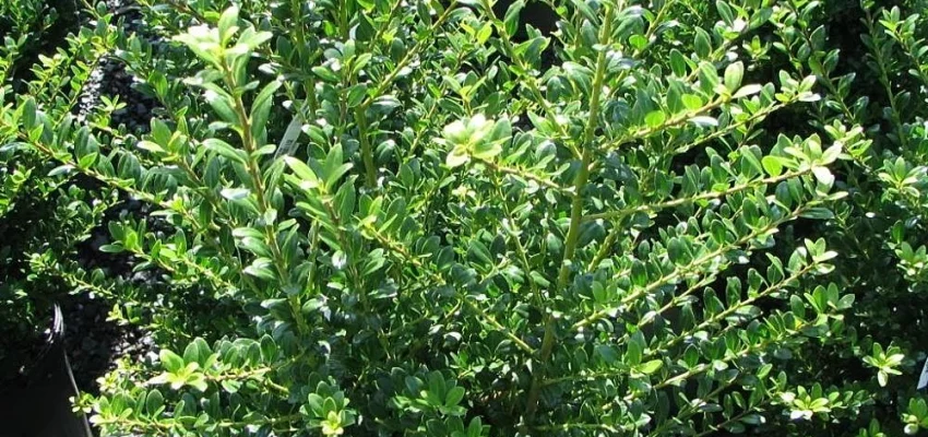 ILEX crenata 'Caroline Upright' - Houx crenelé