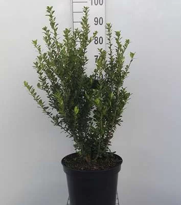 ILEX crenata 'Caroline Upright' - Houx crenelé