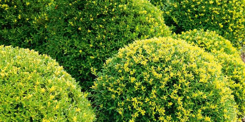 ILEX crenata 'Dark Green'® - Houx crénelé 'Dark Green'®