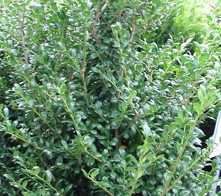 ILEX crenata 'Dark Green'® - Houx crénelé 'Dark Green'®