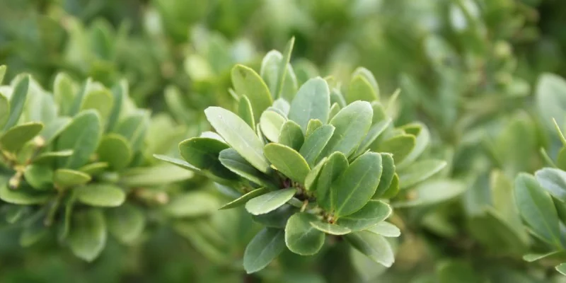 ILEX crenata 'Green Lustre' - Houx crénelé 'Dark Star'