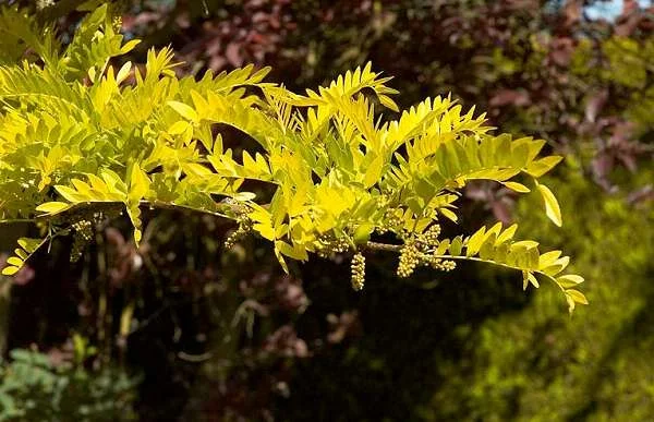 GLEDITSIA triacanthos - Févier d'Amérique sans épines doré 'Sunburst'.